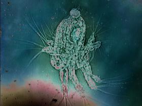 Plankton larvae (Nauplius) under the microscope