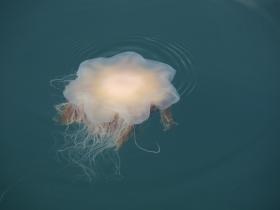Lion's Mane Jellyfish