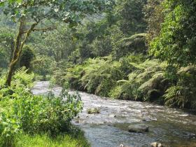 Bwindi river