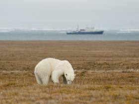 ©ATerauds_Polar Bear RFE-1