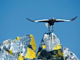 �GBreton_Stellar Sea Eagle