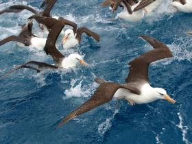 �EBell_Campbell Albatross off Campbell Island
