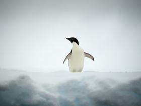 �EBell_penguin and ice