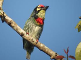 Coppersmith-Barbet