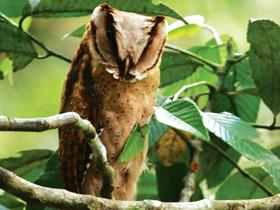 Oriental Bay Owl
