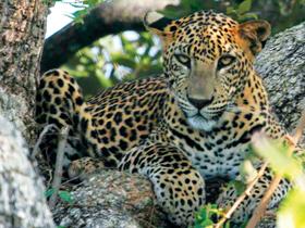 Sri Lanka Leopard