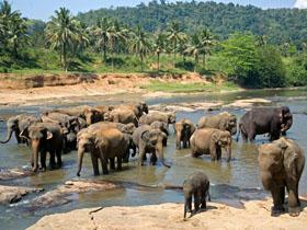 Pinnawala