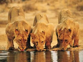 South Africa safari and Mauritius beach vacation