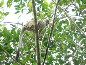 Amazon wildlife