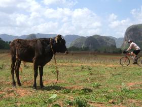 Watch out for the cow!!