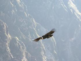 Soaring condors