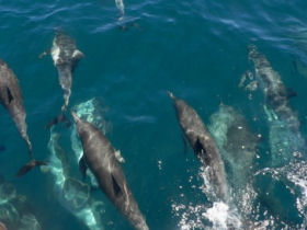 Baja whale watching cruise in Mexico