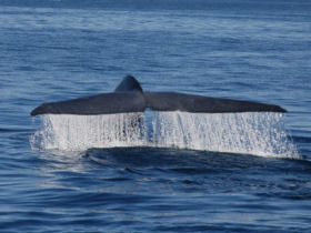 Baja whale watching cruise in Mexico