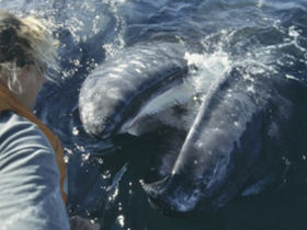 Baja whale watching cruise in Mexico