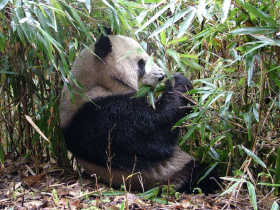 Giant Panda tracking vacation in China