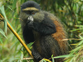 Golden Monkeys, Rwanda, Steppes Discovery