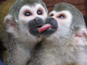 Wildlife conservation expedition to the Amazon