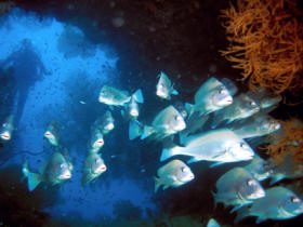 Marine conservation expedition in Mexico