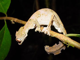 Marine conservation in Madagascar