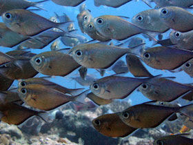 Marine conservation in Madagascar