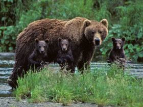 Grizzly Bear watching tour in British Columbia, Canada