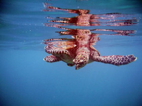 Marine conservation & research, Seychelles