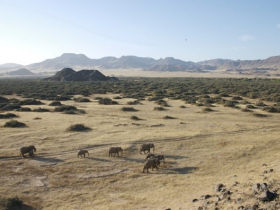 Desert Elephant conservation in Namibia