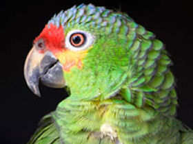 Marine conservation vacation in Belize