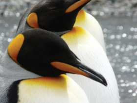 Antarctica cruise, with diving & climbing options