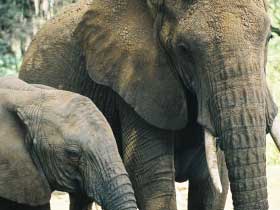 Gap year expedition in Kenya