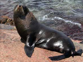 Rottnest Island tours, Western Australia
