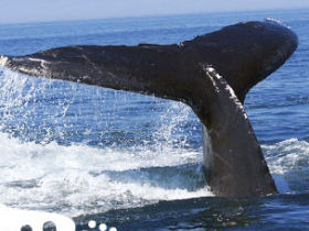 Rottnest Island tours, Western Australia