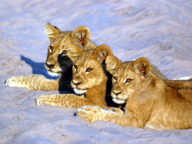 Small group Botswana safari