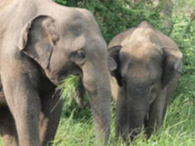 Elephant conservation project in Sri Lanka