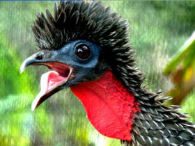 Volunteer with animals in the Amazon, Ecuador
