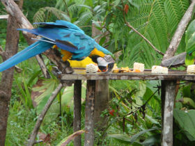 Volunteer with animals in the Amazon, Ecuador