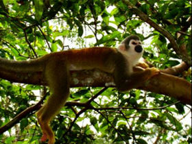 Volunteer with animals in the Amazon, Ecuador