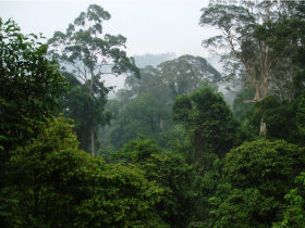 Borneo tailor made vacation, wildlife & beaches