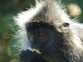 Borneo tailor made vacation, wildlife & beaches