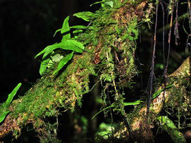 Borneo small group adventure holiday
