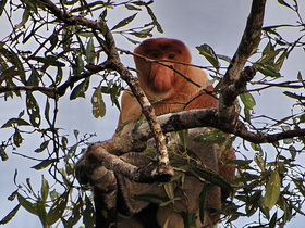Borneo small group adventure holiday