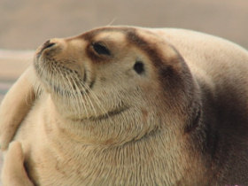 Spitsbergen cruise to the Arctic