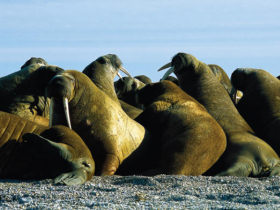 Spitsbergen cruise to the Arctic