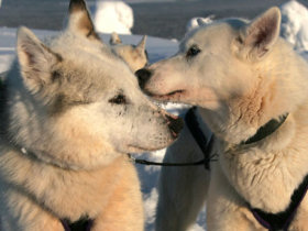 Lapland family winter adventure vacation