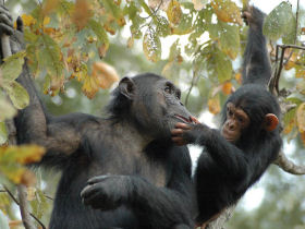Chimpanzee tracking vacation, Gombe Stream NP, Tanzania