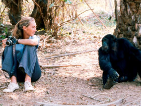 Chimpanzee tracking vacation, Gombe Stream NP, Tanzania