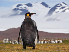 South Georgia & Antarctic Peninsula cruise
