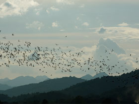 Nature and wildlife vacation in Thailand