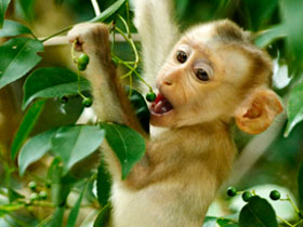Nature and wildlife vacation in Thailand
