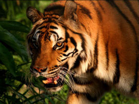 Volunteering Thailand, wildlife rescue centre